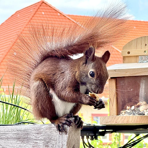Das Bild zeigt ein braunes Eichhörnchen mit buschigem Schwanz, das auf der Lehne eines Holzstuhls sitzt. Das Eichhörnchen hält eine Walnuss in seinen Pfoten und scheint daran zu knabbern. Im Hintergrund sind unscharfe grüne Pflanzen und weiße Blüten zu sehen.