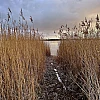 Blick auf den Wecker Bodden durch hohes Schilf.