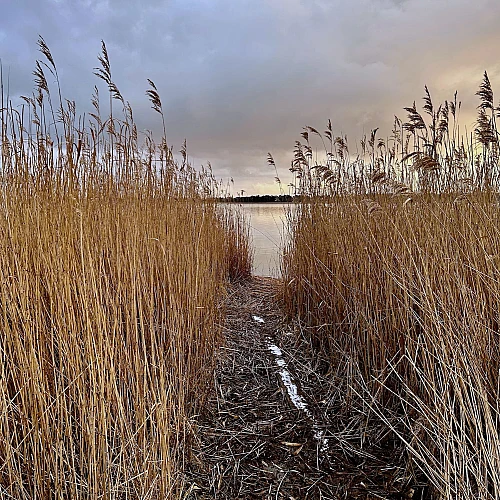 Blick auf den Wecker Bodden durch hohes Schilf.