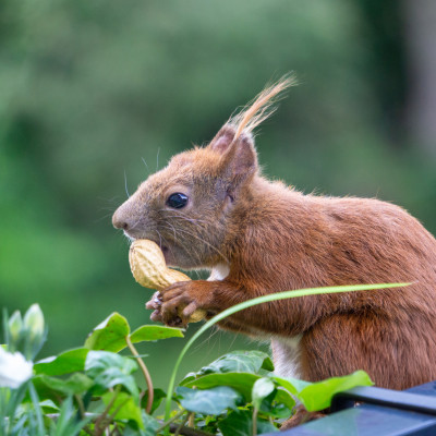 Ein Eichhörnchen mit buschigem Schwanz hält eine Erdnuss in seinen Pfoten. Der Hintergrund ist unscharf und zeigt grüne Blätter.