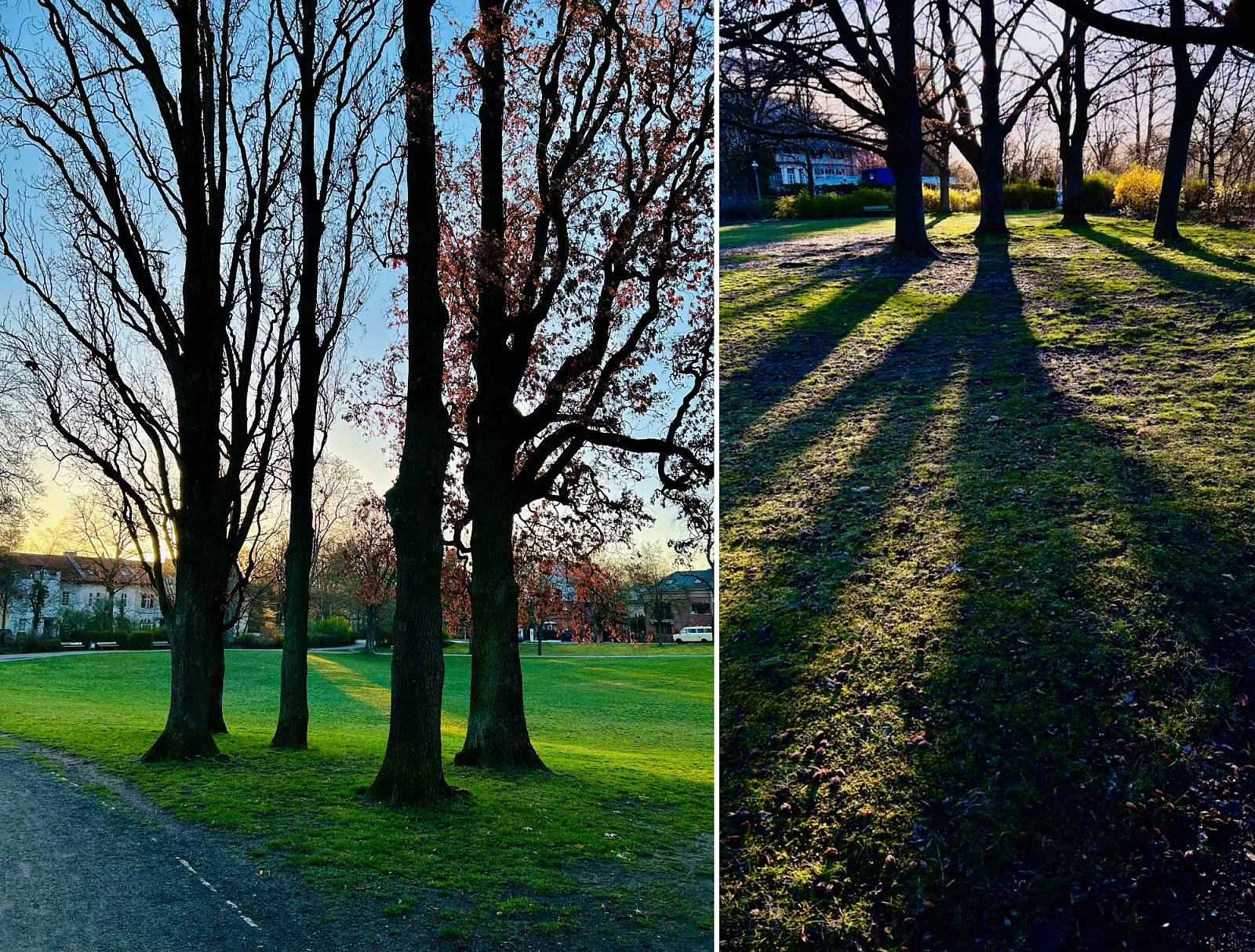 Ein zweigeteiltes Bild. Beide Szenen zeigen Bäume und Schatten im Gegenlicht bei kaltem Sonnenlicht am Morgen.
