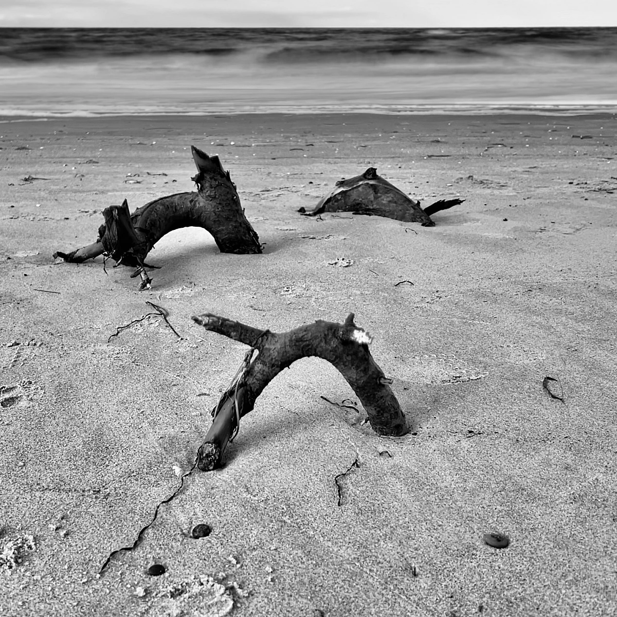 Schwarzweiß-Aufnahme der Ostsee. Drei überflutete Äste schauen für ein paar Zentimeter aus dem Strandsand. Im Hintergrund das Meer.