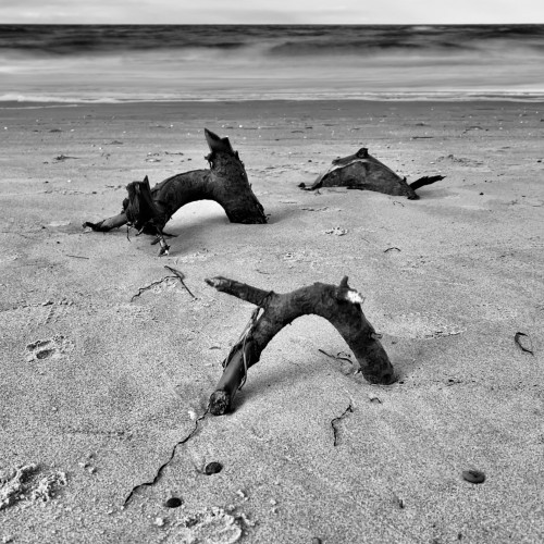 Schwarzweiß-Aufnahme der Ostsee. Drei überflutete Äste schauen für ein paar Zentimeter aus dem Strandsand. Im Hintergrund das Meer.
