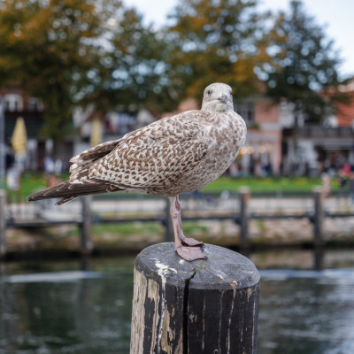 Möwenportrait
