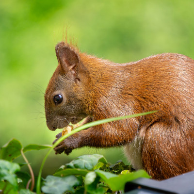 Ein Eichhörnchen mit buschigem Schwanz sitzt im Grünen und hält etwas in seinen Pfoten. Der Hintergrund ist unscharf und zeigt grüne Blätter.