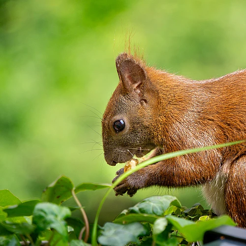 Ein Eichhörnchen mit buschigem Schwanz sitzt im Grünen und hält etwas in seinen Pfoten. Der Hintergrund ist unscharf und zeigt grüne Blätter.