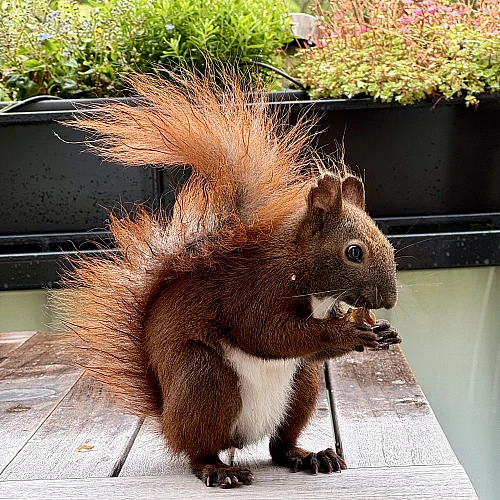 Das Bild zeigt ein braunes Eichhörnchen, das auf einem Holztisch sitzt. Es hat eine buschige Schwanzspitze und hält eine Nuss in seinen Pfoten. Im Hintergrund sind grüne Pflanzen zu sehen, die darauf hinweisen, dass sich das Eichhörnchen in einer natürlichen Umgebung befindet.