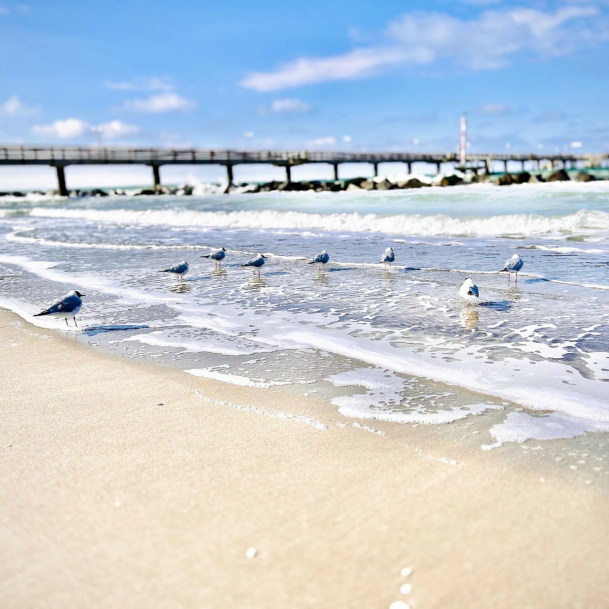 Einige Möwen stehen verteilt in der schäumenden Brandung der Ostsee vor der Seebrücke von Wustrow. Es ist sonnig.