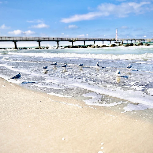 Einige Möwen stehen verteilt in der schäumenden Brandung der Ostsee vor der Seebrücke von Wustrow. Es ist sonnig.