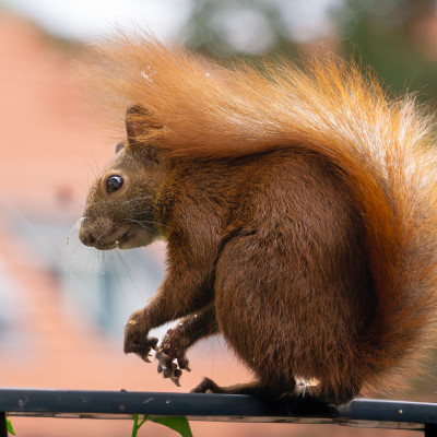 Ein Eichhörnchen mit buschigem Schwanz sitzt auf einem Geländer. Der Hintergrund ist unscharf und zeigt grüne und orangefarbene Töne.