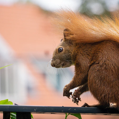 Ein Eichhörnchen mit buschigem Schwanz sitzt auf einem Geländer. Der Hintergrund ist unscharf und zeigt grüne und orangefarbene Töne.
