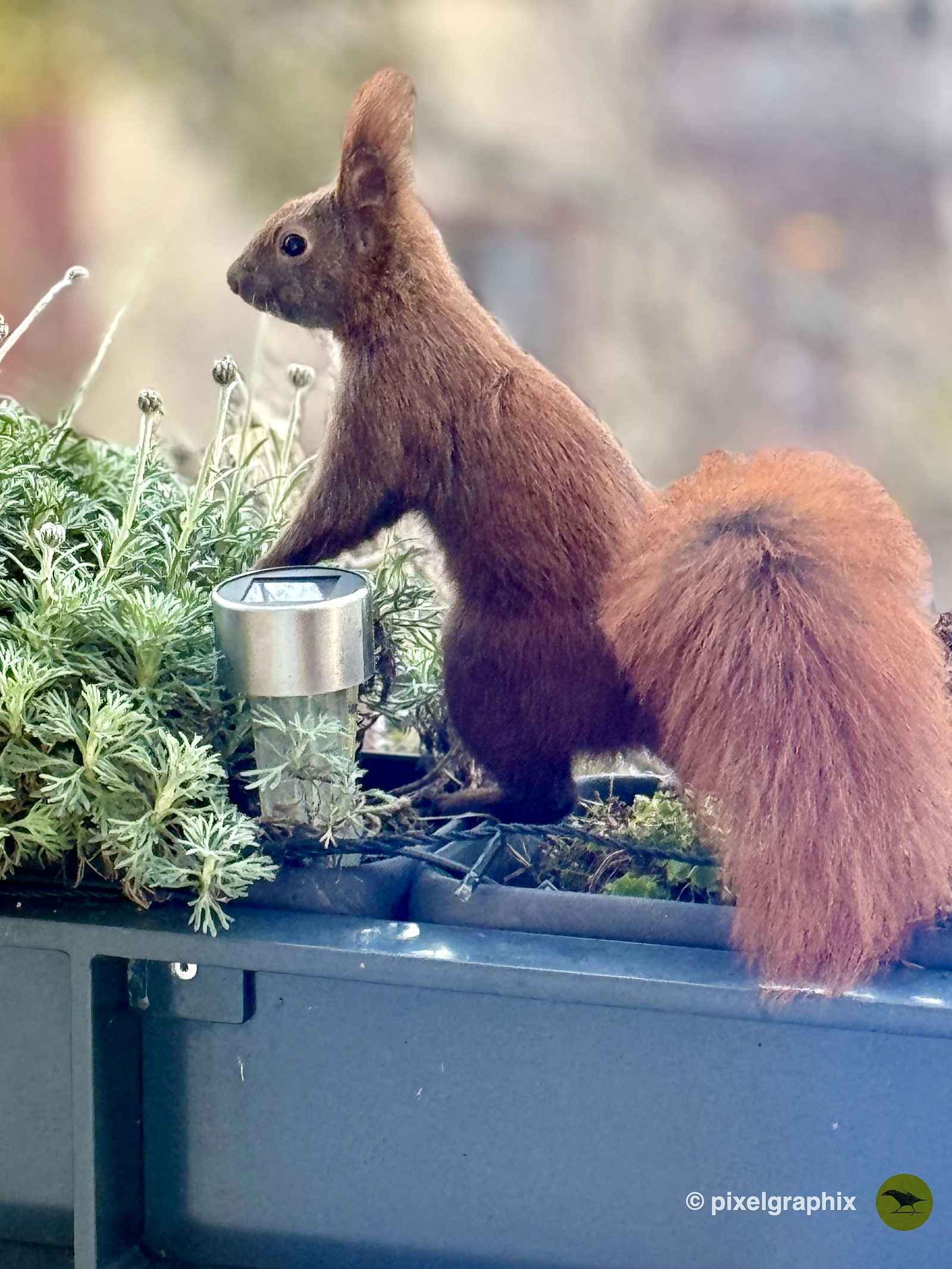 Das Bild zeigt ein braunes Eichhörnchen, das auf einem Metallregal sitzt. Das Regal ist mit Pflanzen und einer Tasse dekoriert. Das Eichhörnchen blickt direkt in die Kamera und scheint neugierig zu sein.