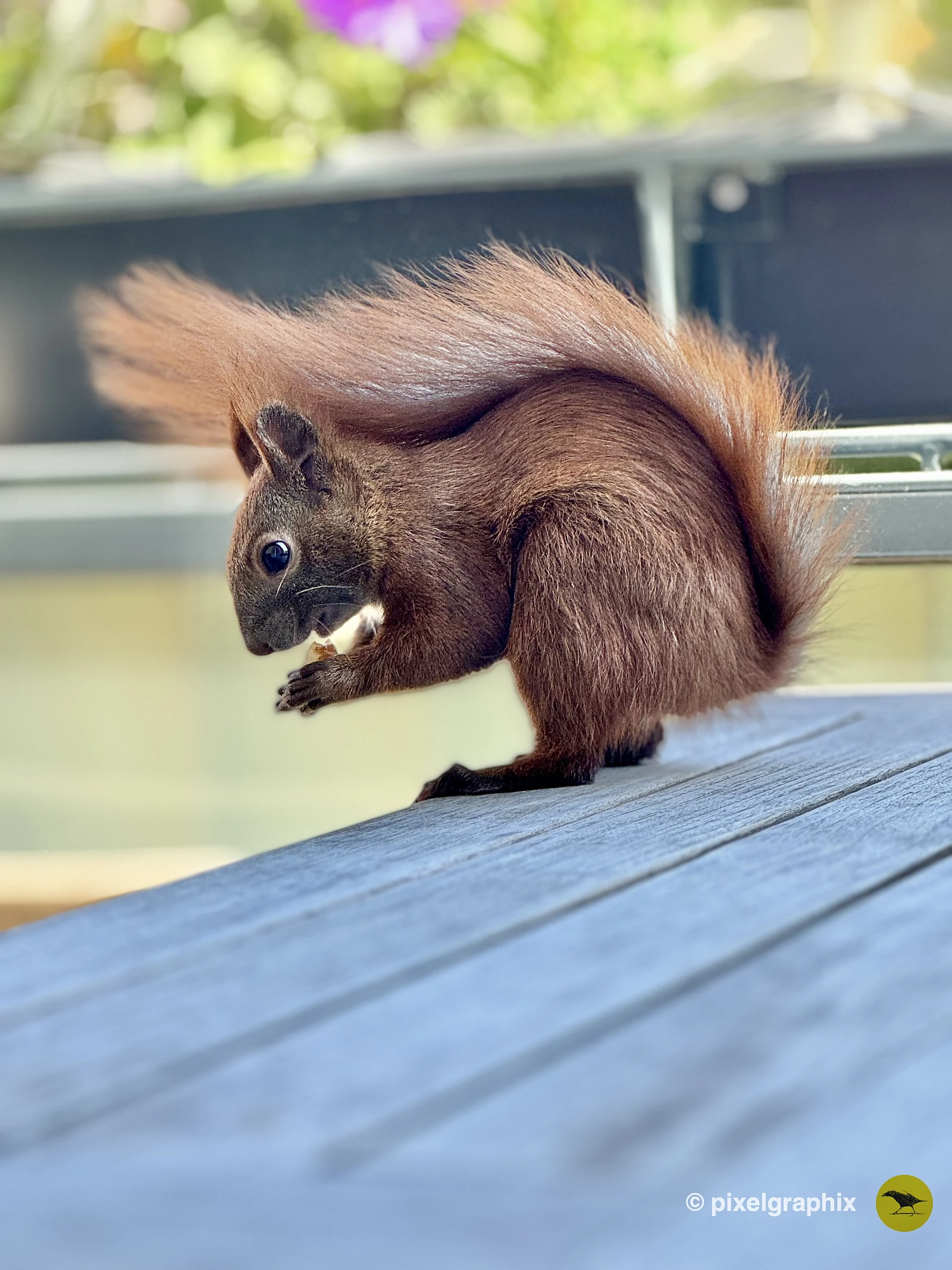 Das Bild zeigt ein braunes Eichhörnchen mit buschigem Schwanz, das auf einem Holztisch sitzt. Das Eichhörnchen hält ein Stück Futter in seinen Pfoten und scheint daran zu knabbern. Im Hintergrund sind unscharfe grüne Pflanzen und lila Blüten zu sehen.