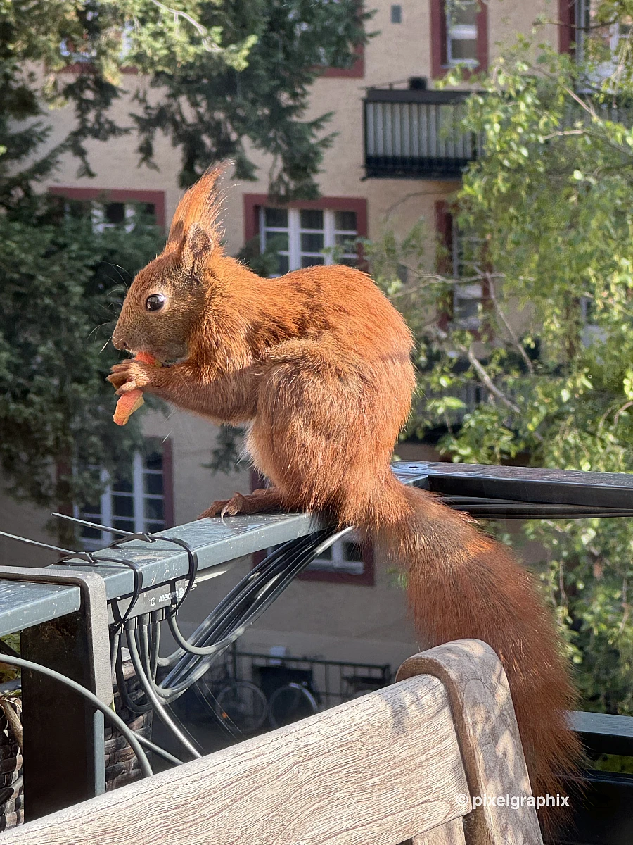 Das Bild zeigt ein braunes Eichhörnchen, das auf einem Holztisch sitzt. Es hat eine buschige Schwanzspitze und hält eine Nuss in seinen Pfoten. Im Hintergrund sind grüne Pflanzen zu sehen, die darauf hinweisen, dass sich das Eichhörnchen in einer natürlichen Umgebung befindet.