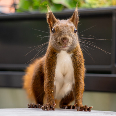 Ein Eichhörnchen mit buschigem Schwanz steht frontal zur Kamera und schaut direkt hinein. Der Hintergrund ist unscharf und zeigt grüne Blätter und eine violette Blume.
