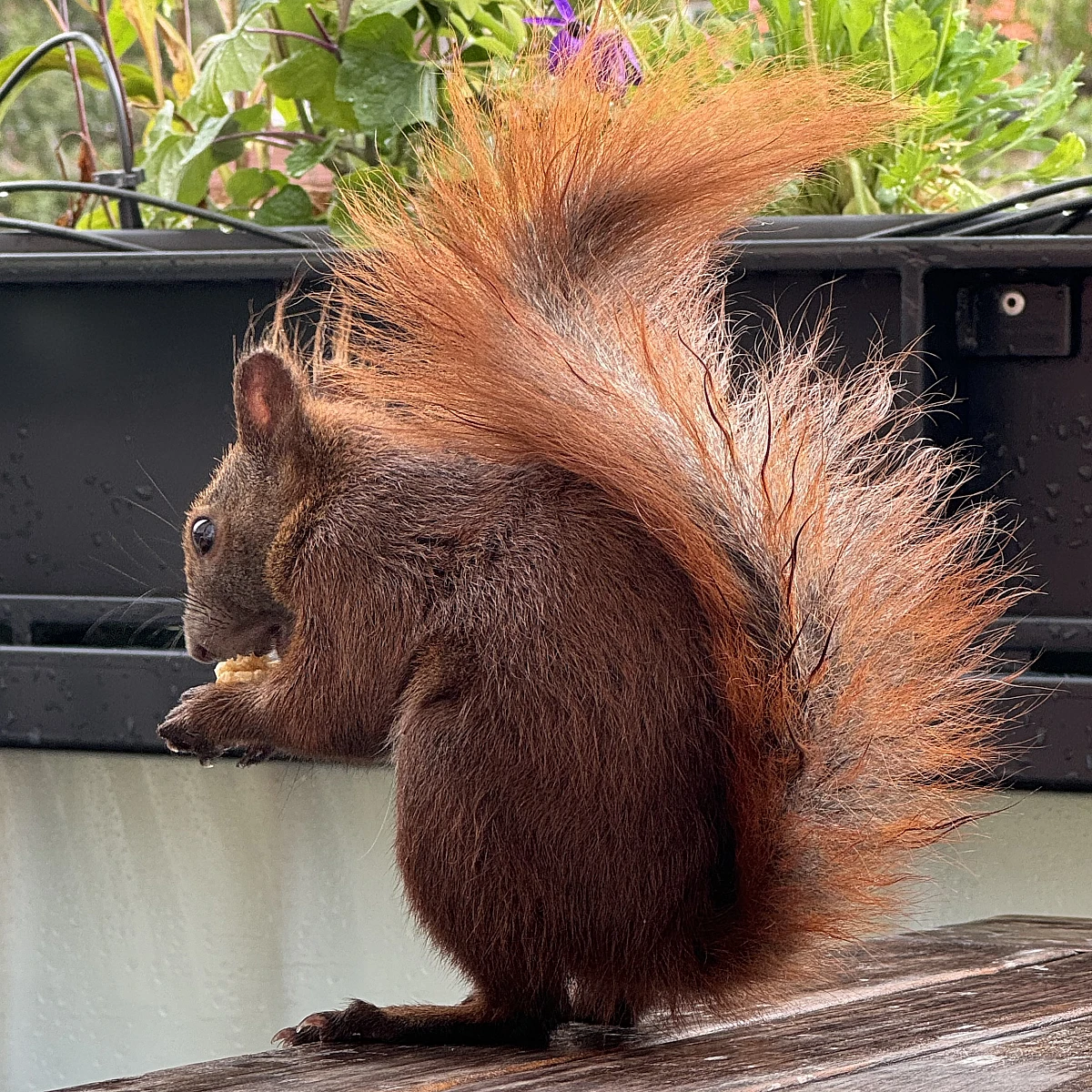 Das Bild zeigt ein braunes Eichhörnchen mit buschigem Schwanz, das auf einem Holztisch sitzt. Das Eichhörnchen hält ein Stück Futter in seinen Pfoten und scheint daran zu knabbern. Im Hintergrund sind unscharfe grüne Pflanzen und lila Blüten zu sehen.