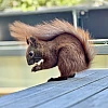 Das Bild zeigt ein braunes Eichhörnchen mit buschigem Schwanz, das auf einem Holztisch sitzt. Das Eichhörnchen hält ein Stück Futter in seinen Pfoten und scheint daran zu knabbern. Im Hintergrund sind unscharfe grüne Pflanzen und lila Blüten zu sehen.