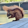 Das Bild zeigt ein braunes Eichhörnchen mit buschigem Schwanz, das auf einem Holztisch sitzt. Das Eichhörnchen hält ein Stück Futter in seinen Pfoten und scheint daran zu knabbern. Im Hintergrund sind unscharfe grüne Pflanzen und lila Blüten zu sehen.