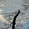 Blick in den Himmel, an dem eine Wolke den Mond soweit verdeckt, dass er nur schwach zu sehen ist. Im Mittelpunkt die schwarze Silhouette eines Baumes auf dem eine Krähe sitzt