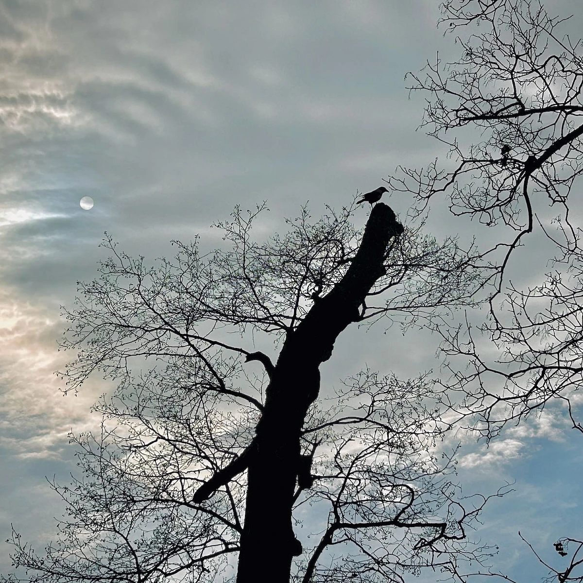 Blick in den Himmel, an dem eine Wolke den Mond soweit verdeckt, dass er nur schwach zu sehen ist. Im Mittelpunkt die schwarze Silhouette eines Baumes auf dem eine Krähe sitzt