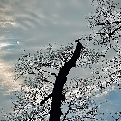Blick in den Himmel, an dem eine Wolke den Mond soweit verdeckt, dass er nur schwach zu sehen ist. Im Mittelpunkt die schwarze Silhouette eines Baumes auf dem eine Krähe sitzt