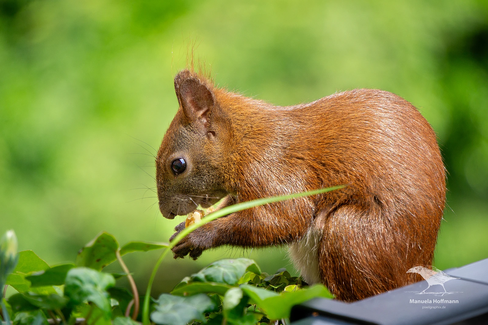 Ein Eichhörnchen mit buschigem Schwanz sitzt im Grünen und hält etwas in seinen Pfoten. Der Hintergrund ist unscharf und zeigt grüne Blätter.