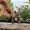 Das Bild zeigt ein braunes Eichhörnchen, das auf einem Geländer sitzt. Es hat große, aufmerksame Augen und eine buschige Schwanzspitze. Im Hintergrund sind verschwommene Gebäude zu sehen, die darauf hinweisen, dass sich das Eichhörnchen in einer städtischen Umgebung befindet.