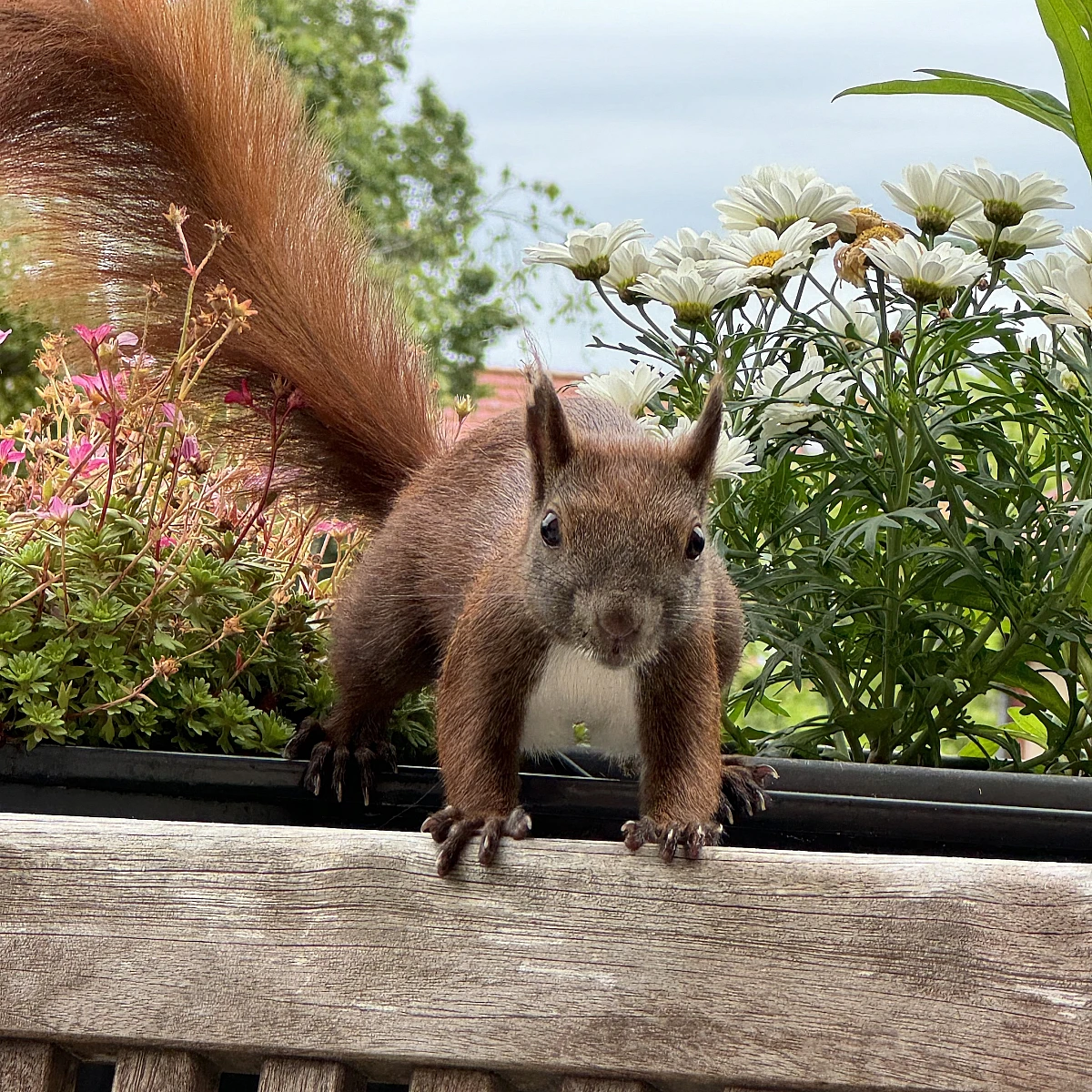 Das Bild zeigt ein braunes Eichhörnchen, das auf einem Geländer sitzt. Es hat große, aufmerksame Augen und eine buschige Schwanzspitze. Im Hintergrund sind verschwommene Gebäude zu sehen, die darauf hinweisen, dass sich das Eichhörnchen in einer städtischen Umgebung befindet.