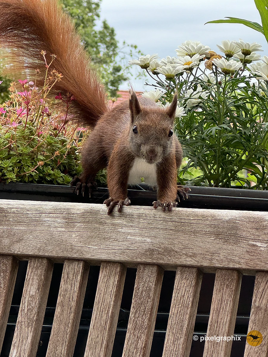 Das Bild zeigt ein braunes Eichhörnchen, das auf einem Geländer sitzt. Es hat große, aufmerksame Augen und eine buschige Schwanzspitze. Im Hintergrund sind verschwommene Gebäude zu sehen, die darauf hinweisen, dass sich das Eichhörnchen in einer städtischen Umgebung befindet.