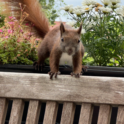 Das Bild zeigt ein braunes Eichhörnchen, das auf einem Geländer sitzt. Es hat große, aufmerksame Augen und eine buschige Schwanzspitze. Im Hintergrund sind verschwommene Gebäude zu sehen, die darauf hinweisen, dass sich das Eichhörnchen in einer städtischen Umgebung befindet.