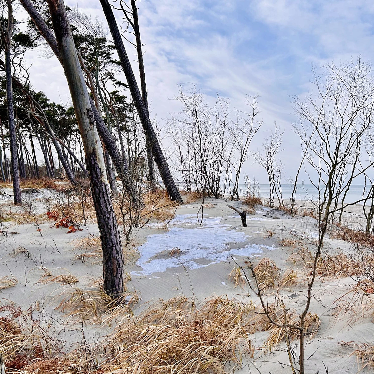 Strandzugang am Weststrand. Windfüchter stehen auf leicht verschneiten Dünen.