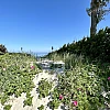 Blick auf Strand, Strandrosen und den Horizont der Ostsee