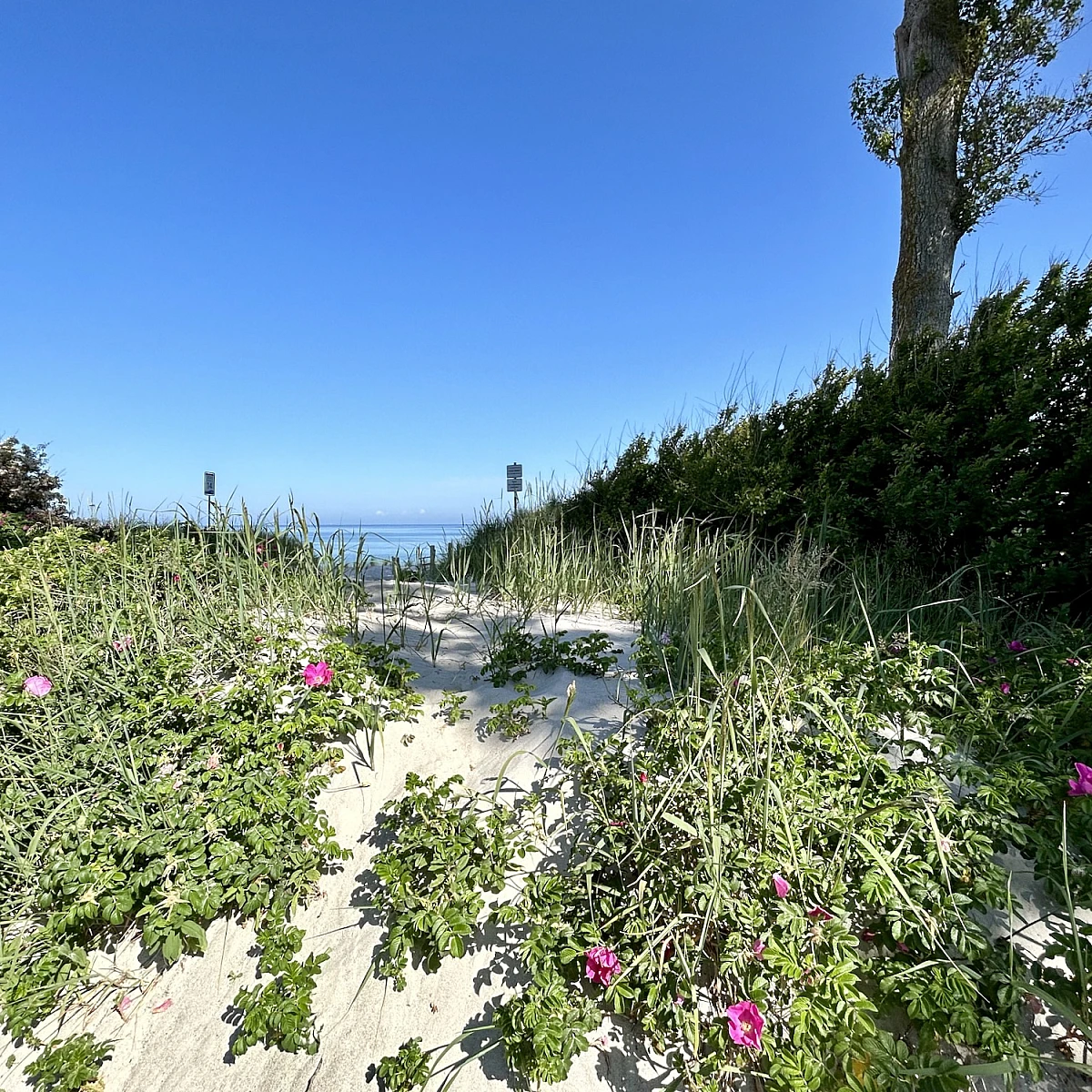 Blick auf Strand, Strandrosen und den Horizont der Ostsee
