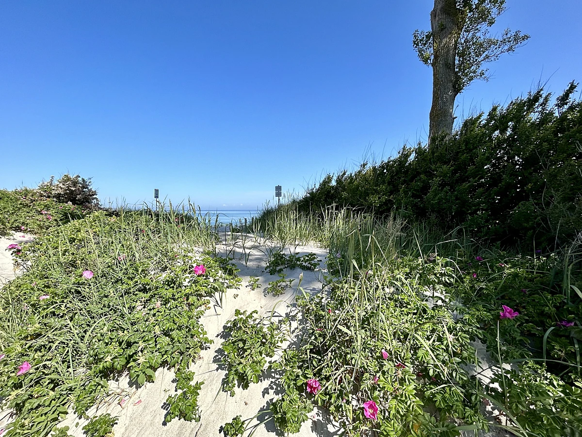 Blick auf Strand, Strandrosen und den Horizont der Ostsee