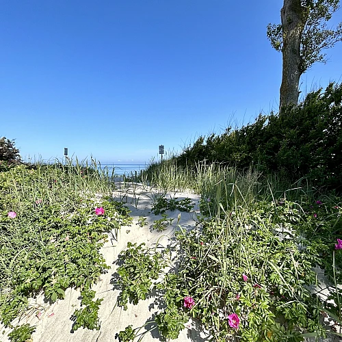 Blick auf Strand, Strandrosen und den Horizont der Ostsee