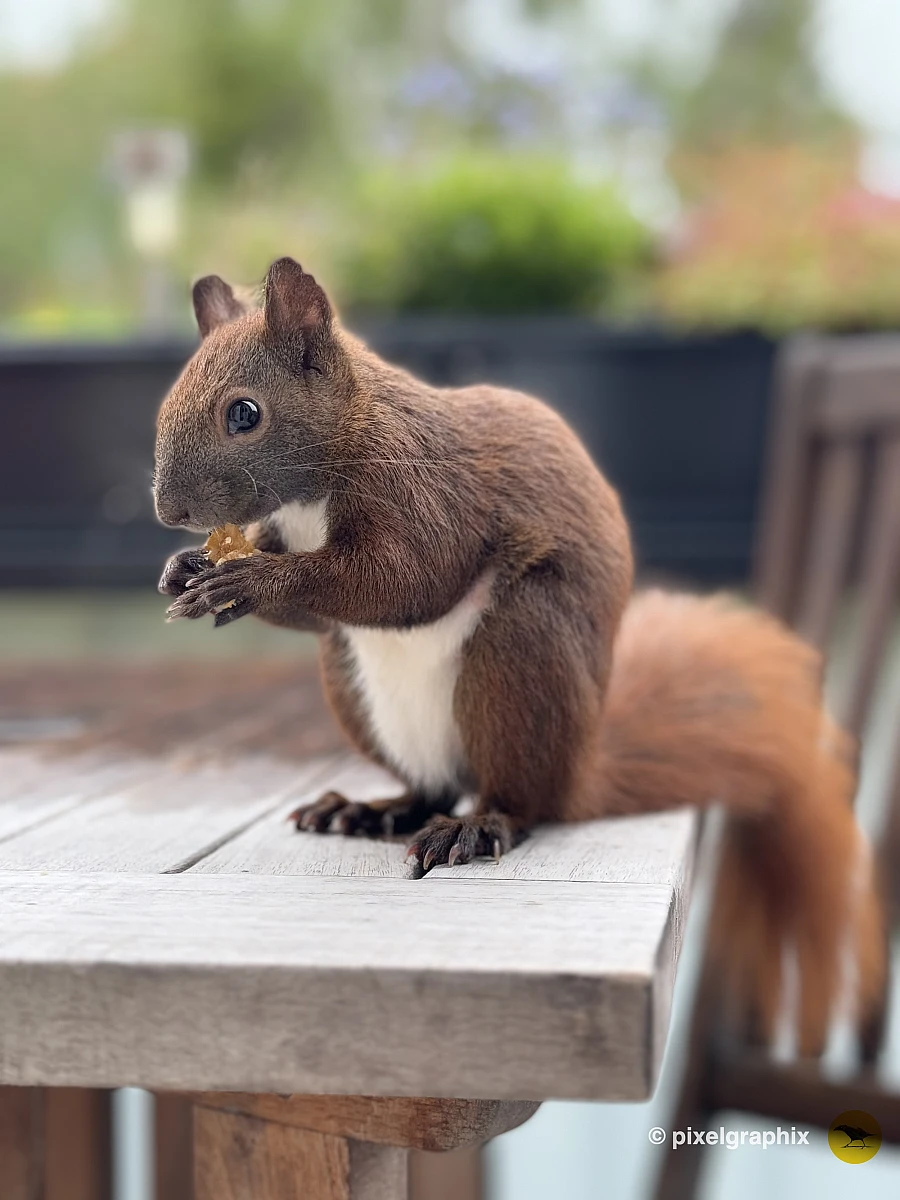 Das Bild zeigt ein braunes Eichhörnchen, das auf einem Geländer sitzt. Es hat große, aufmerksame Augen und eine buschige Schwanzspitze. Im Hintergrund sind verschwommene Gebäude zu sehen, die darauf hinweisen, dass sich das Eichhörnchen in einer städtischen Umgebung befindet.