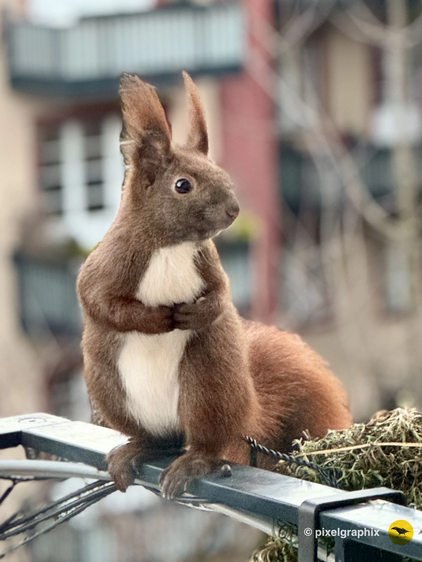 Das Bild zeigt ein braunes Eichhörnchen mit buschigem Schwanz, das auf einem Geländer sitzt. Im Hintergrund sind unscharfe Gebäude zu sehen, die eine städtische Umgebung andeuten.