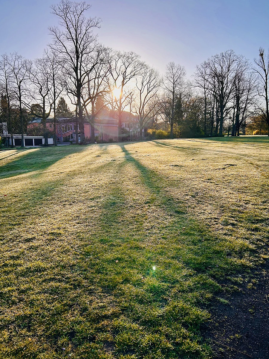 Foto in Gegenlicht. Auf einer Wiese sind lange Schatten von Bäumen zu sehen.