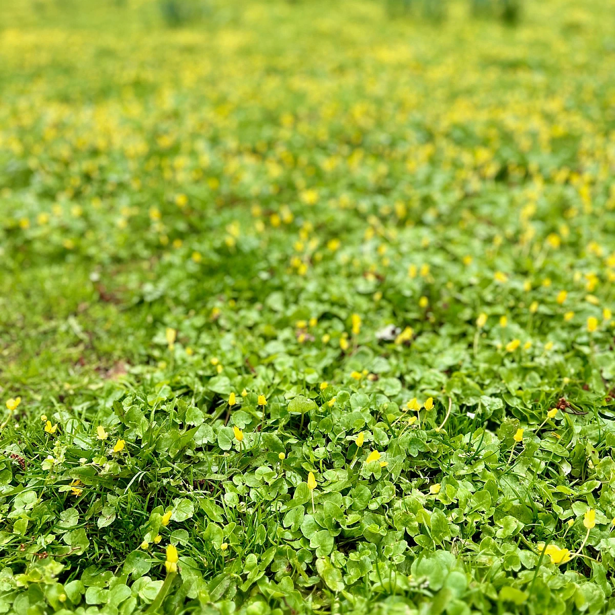 Aufnahme mit verwaschener Tiefenschärfe. Eine Wiese mit kleinen gelben Blüten.