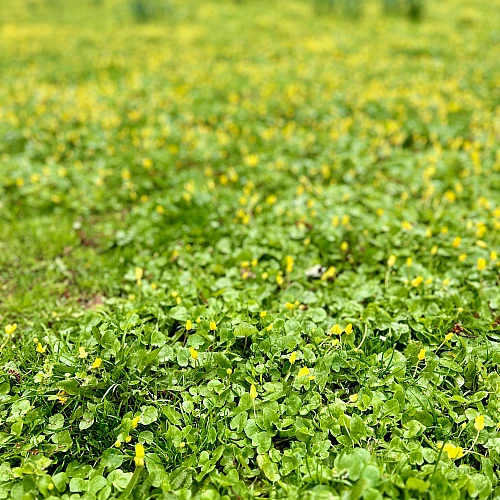 Aufnahme mit verwaschener Tiefenschärfe. Eine Wiese mit kleinen gelben Blüten.