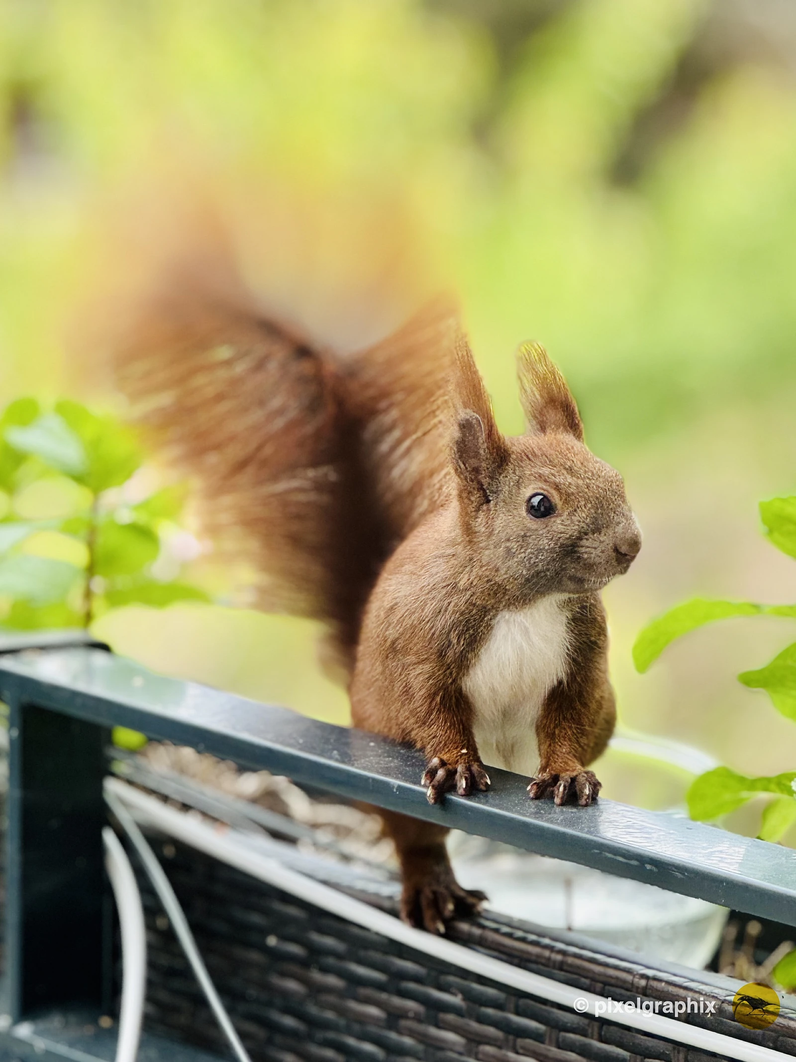 Das Bild zeigt ein braunes Eichhörnchen mit buschigem Schwanz, das auf einem Geländer sitzt. Das Eichhörnchen blickt direkt in die Kamera und scheint neugierig zu sein. Im Hintergrund sind unscharfe grüne Pflanzen zu sehen.