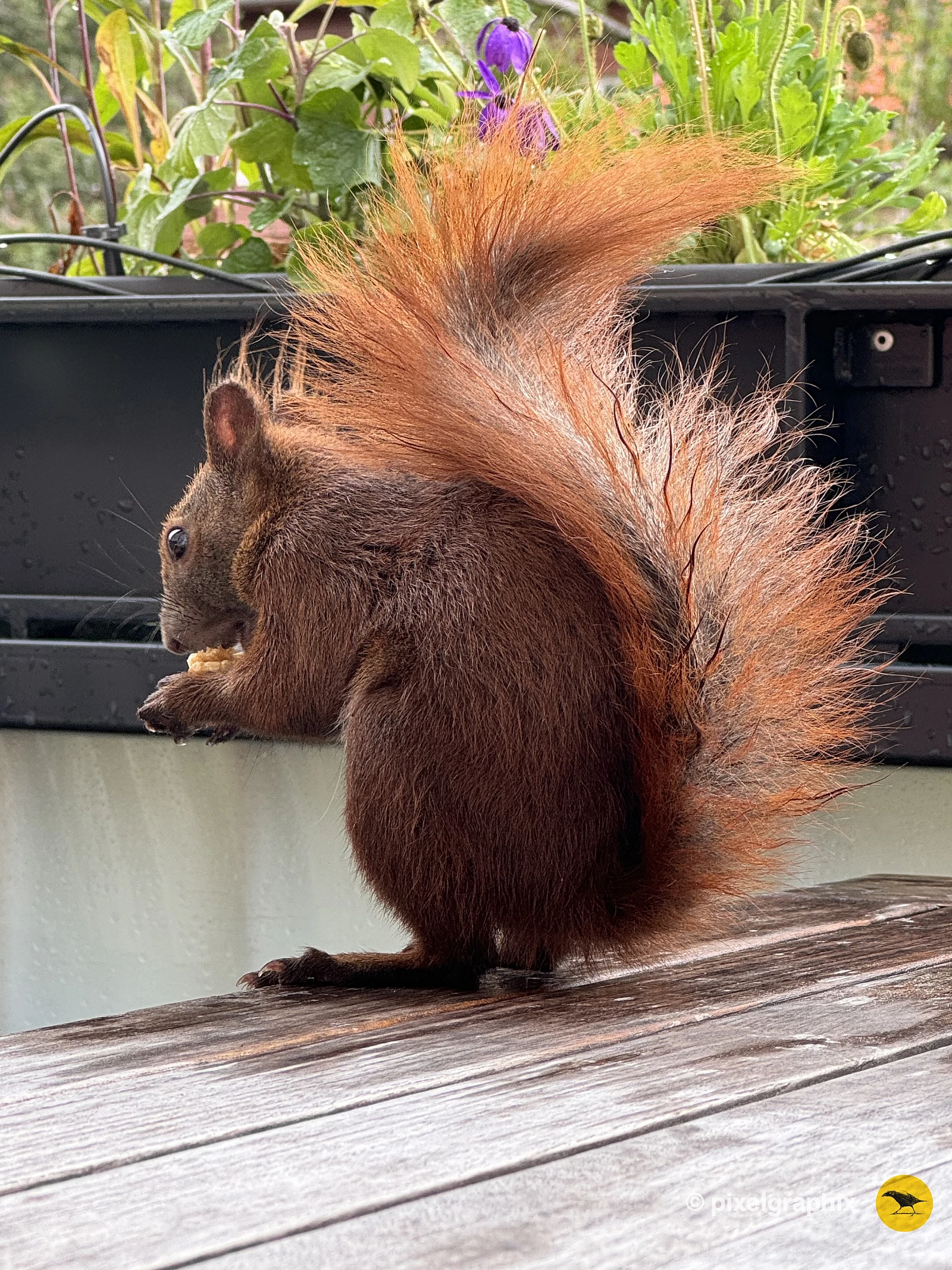 Das Bild zeigt ein braunes Eichhörnchen mit buschigem Schwanz, das auf einem Holztisch sitzt. Das Eichhörnchen hält ein Stück Futter in seinen Pfoten und scheint daran zu knabbern. Im Hintergrund sind unscharfe grüne Pflanzen und lila Blüten zu sehen.