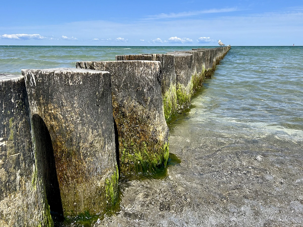 Blick auf Strand, Strandrosen und den Horizont der Ostsee