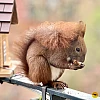 Das Bild zeigt ein braunes Eichhörnchen mit buschigem Schwanz, das auf einem Geländer sitzt und etwas in seinen Pfoten hält. Im Hintergrund sind unscharfe grüne Pflanzen zu sehen, die eine natürliche Umgebung andeuten.
