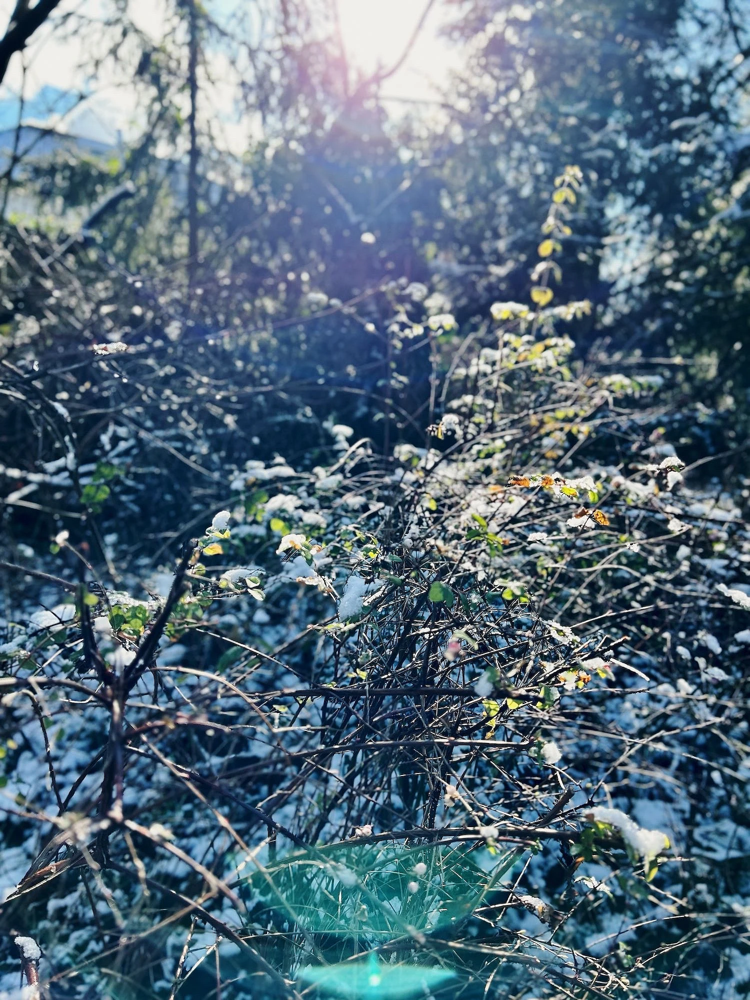 Winterliche Runde durch den Thielpark