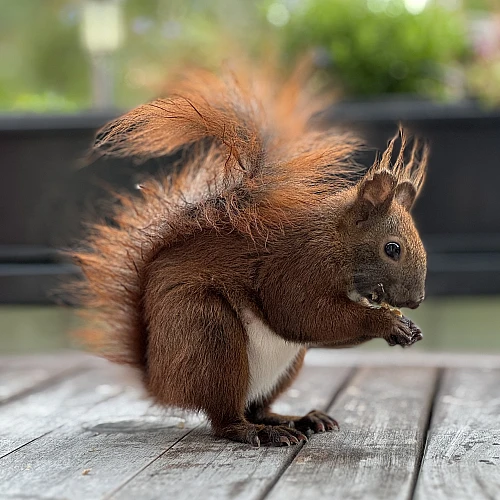 Das Bild zeigt ein braunes Eichhörnchen mit buschigem Schwanz, das auf einem Holztisch sitzt. Das Eichhörnchen hält ein Stück Futter in seinen Pfoten und scheint daran zu knabbern. Im Hintergrund sind unscharfe grüne Pflanzen und einige unscharfe Objekte zu sehen.