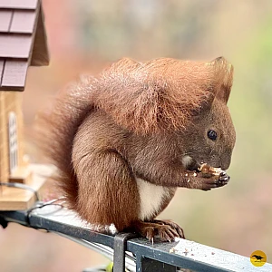 Das Bild zeigt ein braunes Eichhörnchen mit buschigem Schwanz, das auf einem Geländer sitzt und etwas in seinen Pfoten hält. Im Hintergrund sind unscharfe grüne Pflanzen zu sehen, die eine natürliche Umgebung andeuten.