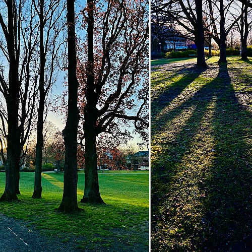 Ein zweigeteiltes Bild. Beide Szenen zeigen Bäume und Schatten im Gegenlicht bei kaltem Sonnenlicht am Morgen.