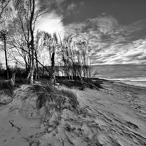 Schwarzweiß-Aufnahme der Ostsee. Dürre Birken im Gegenlicht.