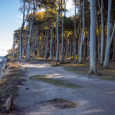 Blick auf den Gespensterwald